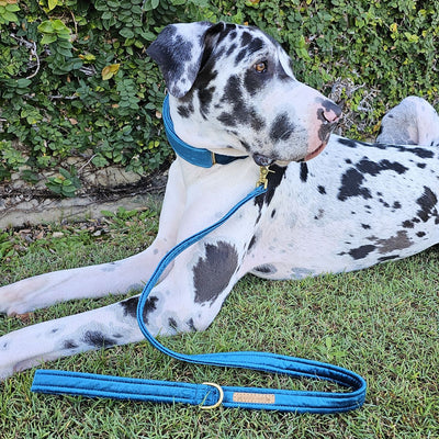 Luxury teal velvet dog lead leash