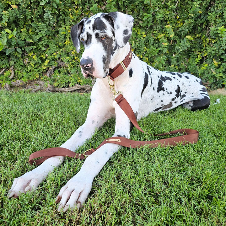 chocolate brown nylon webbing webbed beach adventure lead leash