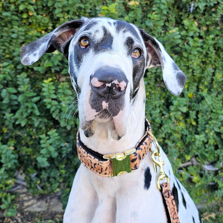 luxury leopard print velvet buckle dog collar