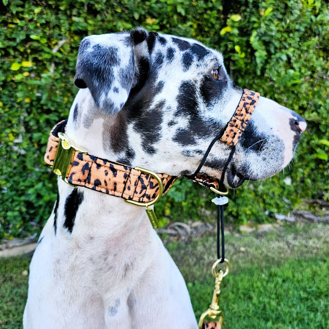 luxury leopard print velvet buckle dog collar