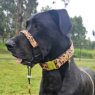 luxury leopard print velvet head halter halti buckle dog collar