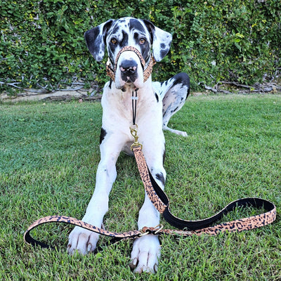 luxury leopard print velvet dog lead leash