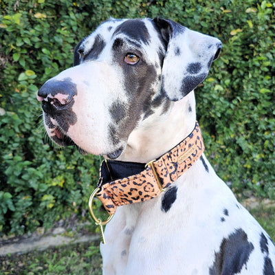 luxury leopard print velvet martingale dog collar