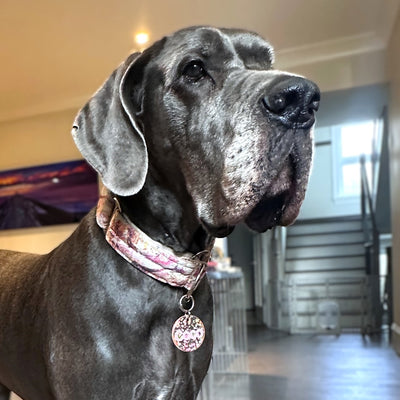 Marble Luxury Velvet Martingale Collar