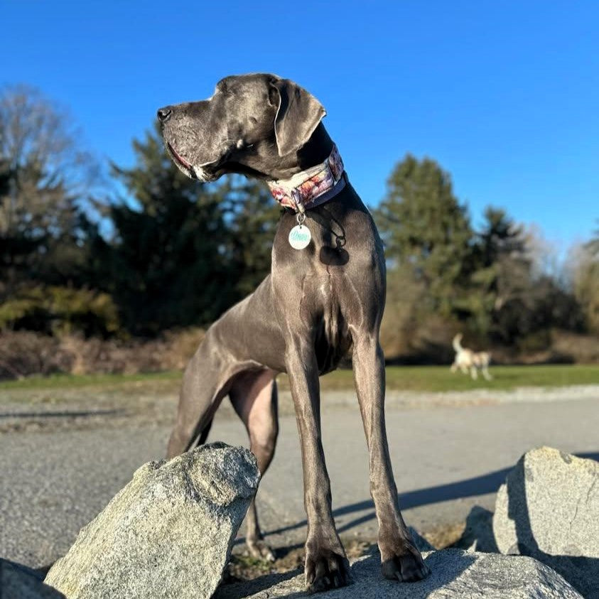 Marble Luxury Velvet Martingale Collar