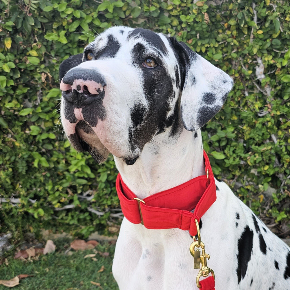 luxury red velvet dog martingale limited slip collar