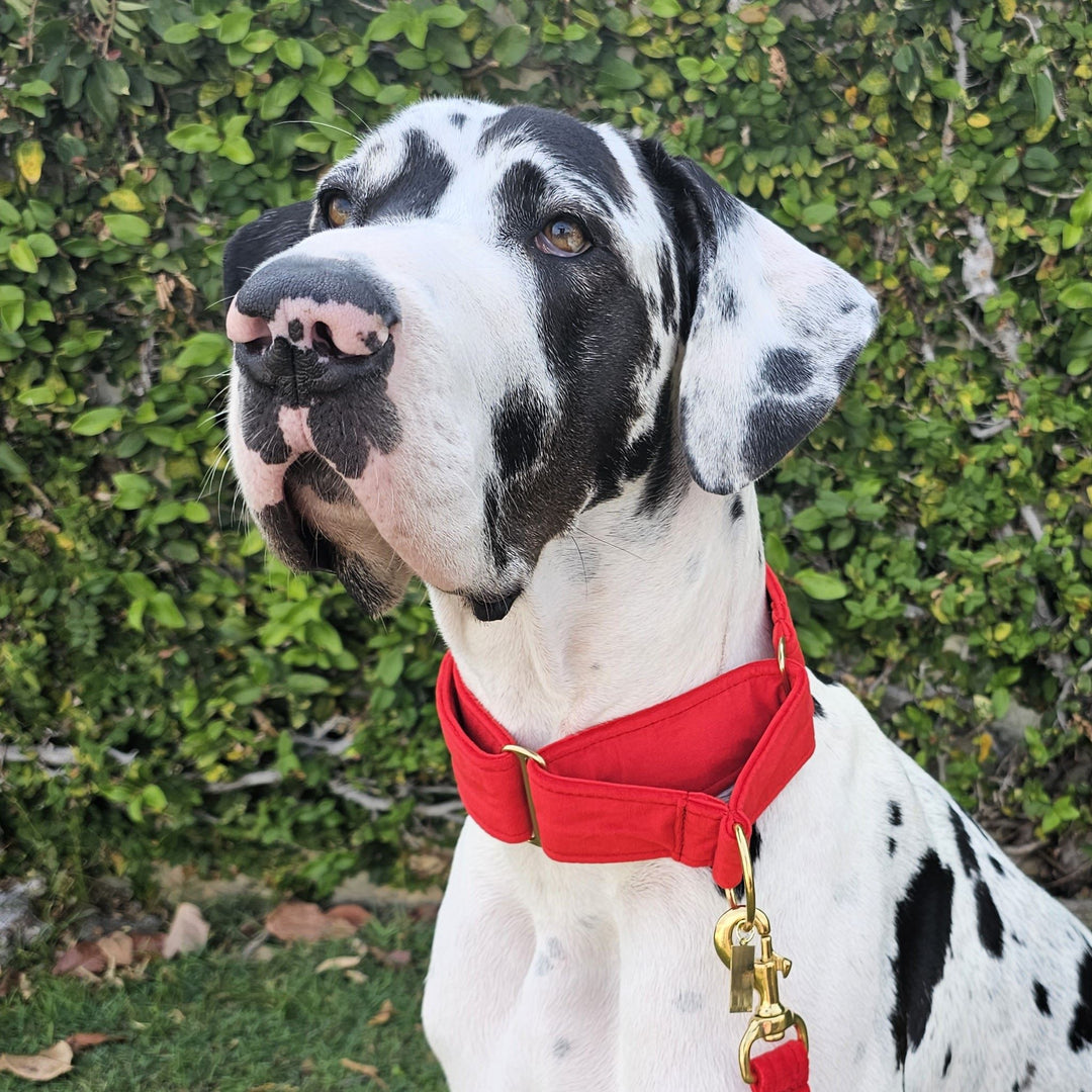 luxury red velvet dog martingale limited slip collar