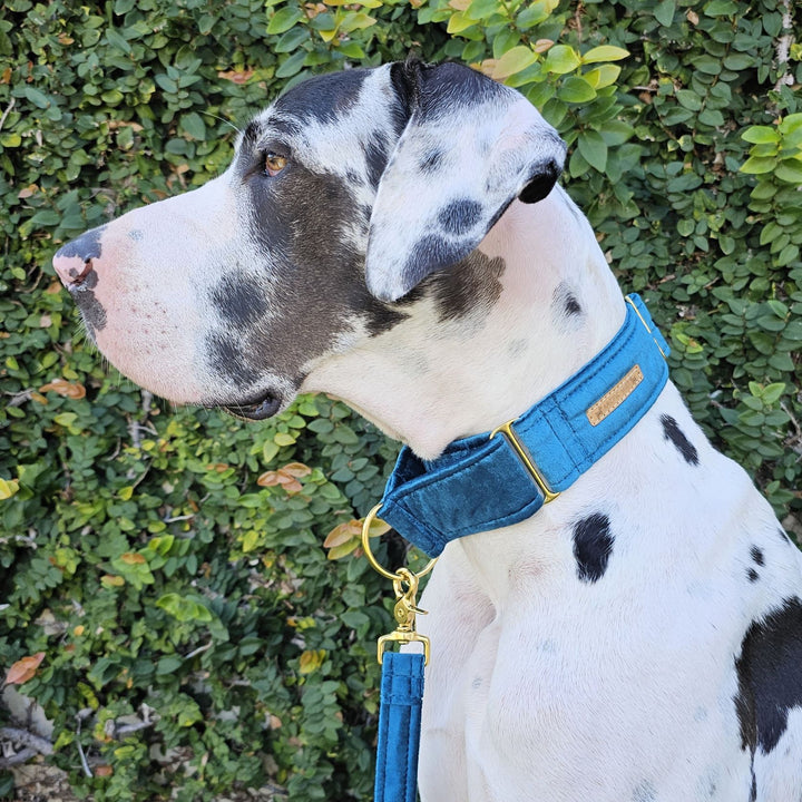 Luxury teal velvet dog martingale collar