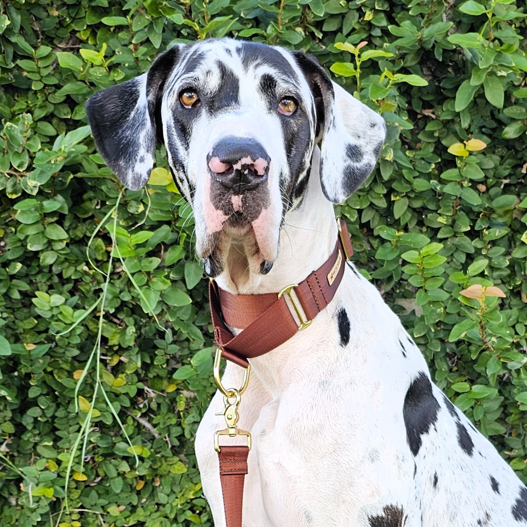 chocolate brown nylon webbing webbed beach adventure martingale collar
