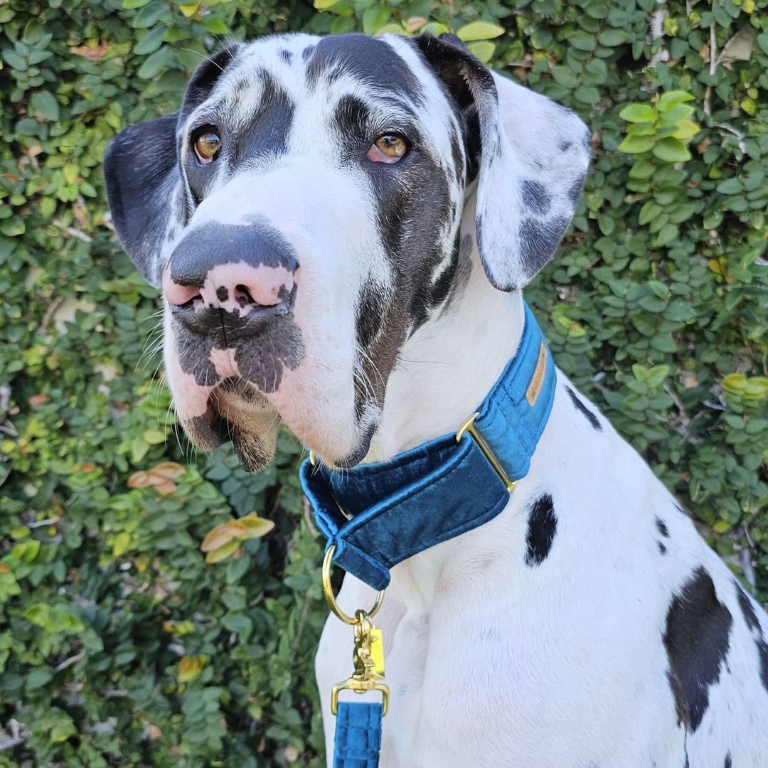 Luxury teal velvet dog martingale collar