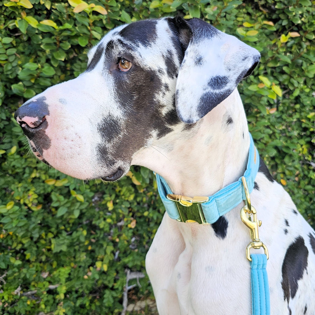 luxury mint velvet handmade buckle collar