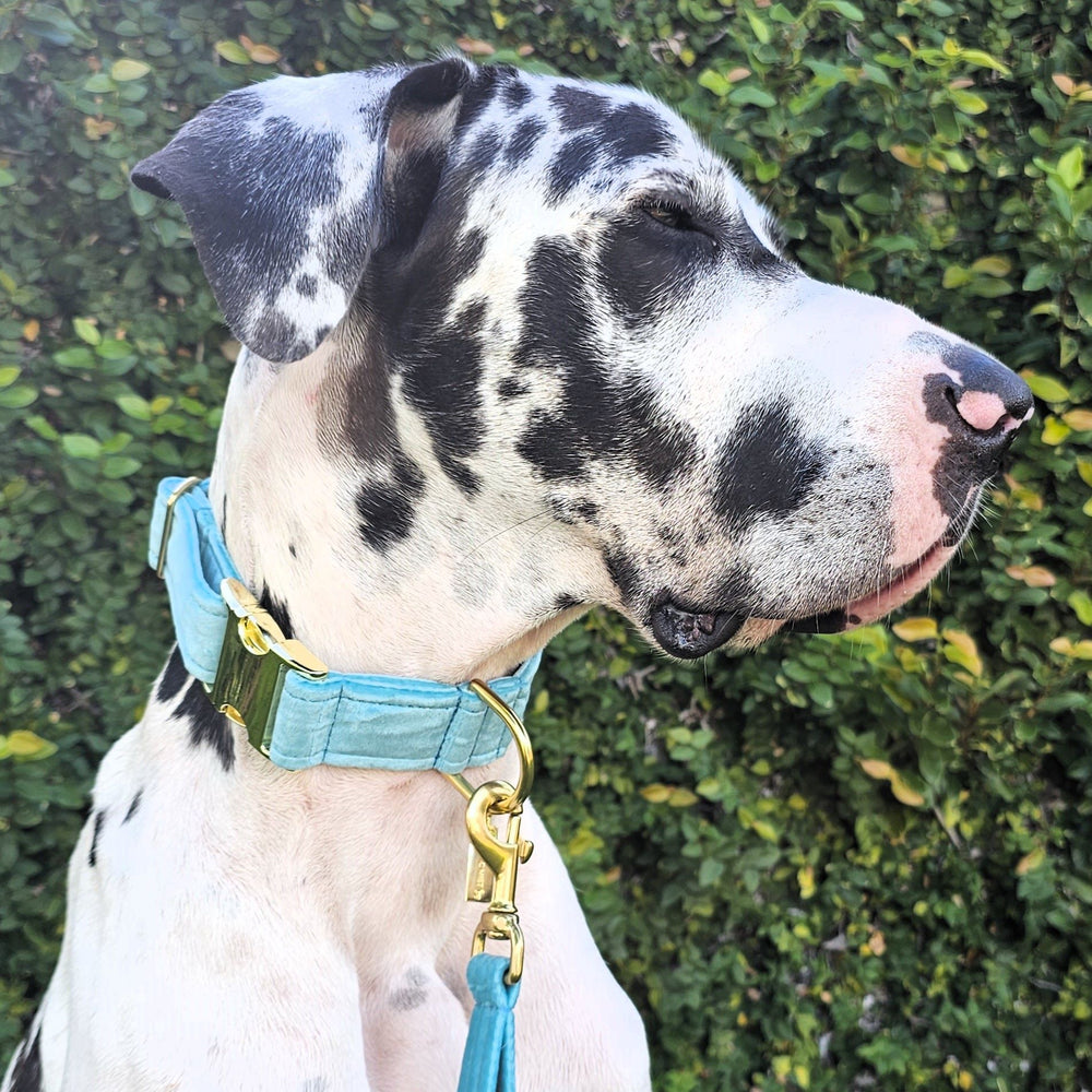 luxury mint velvet handmade buckle collar