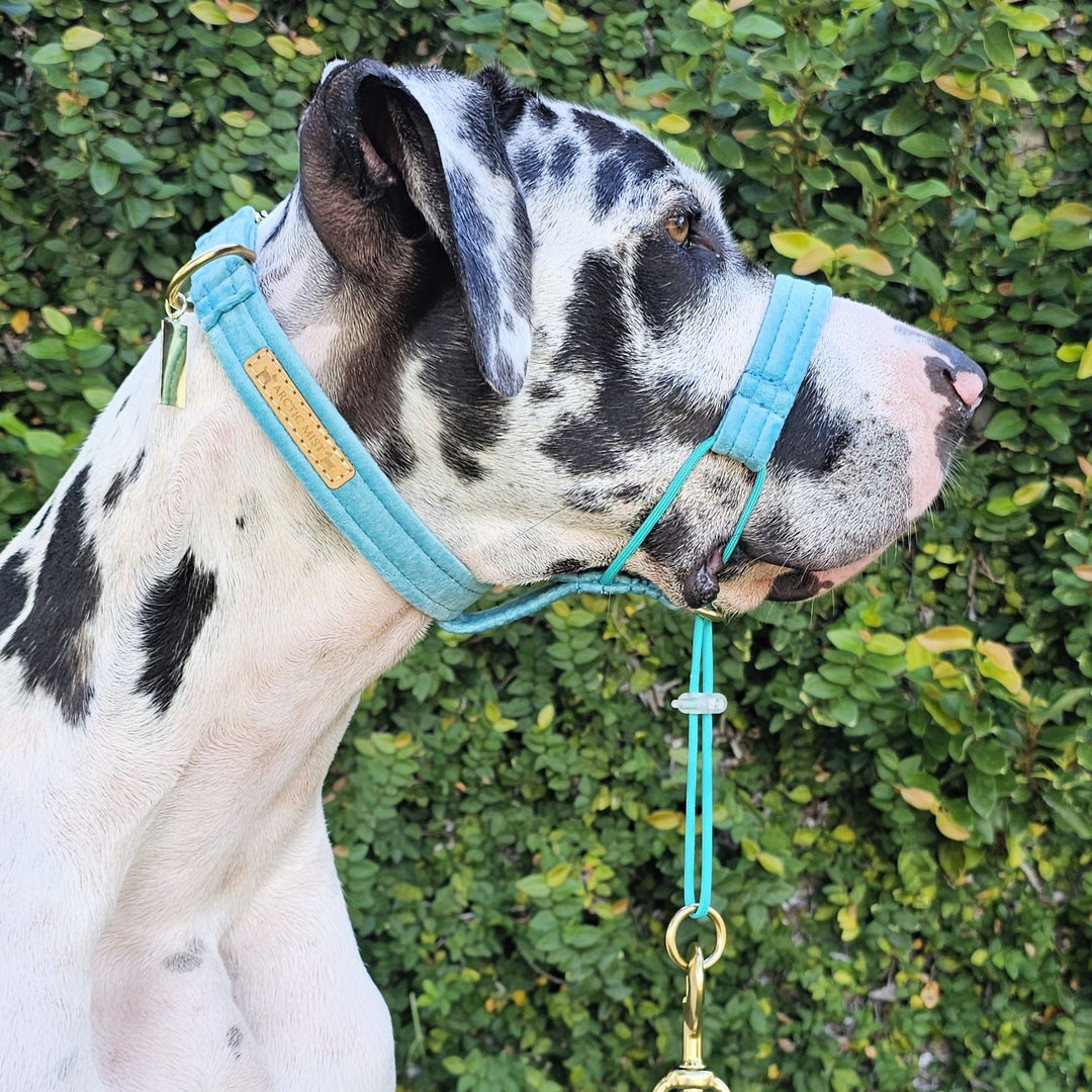 luxury mint velvet handmade buckle collar