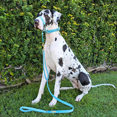 luxury mint velvet dog lead leash traffic lead