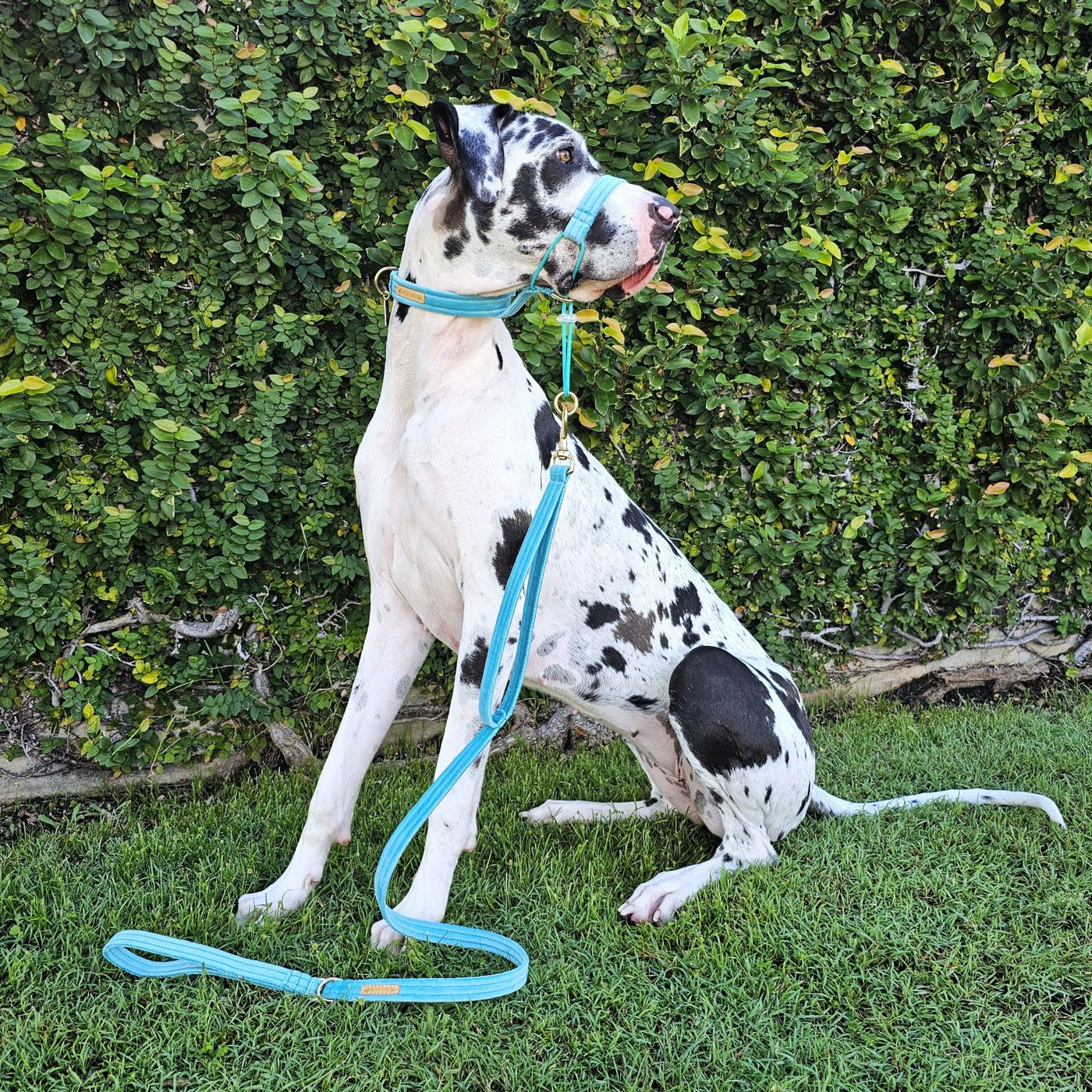 luxury mint velvet dog lead leash traffic lead