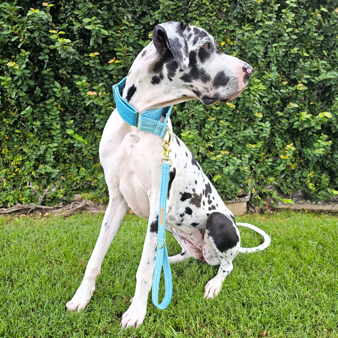 luxury mint velvet dog lead leash traffic lead