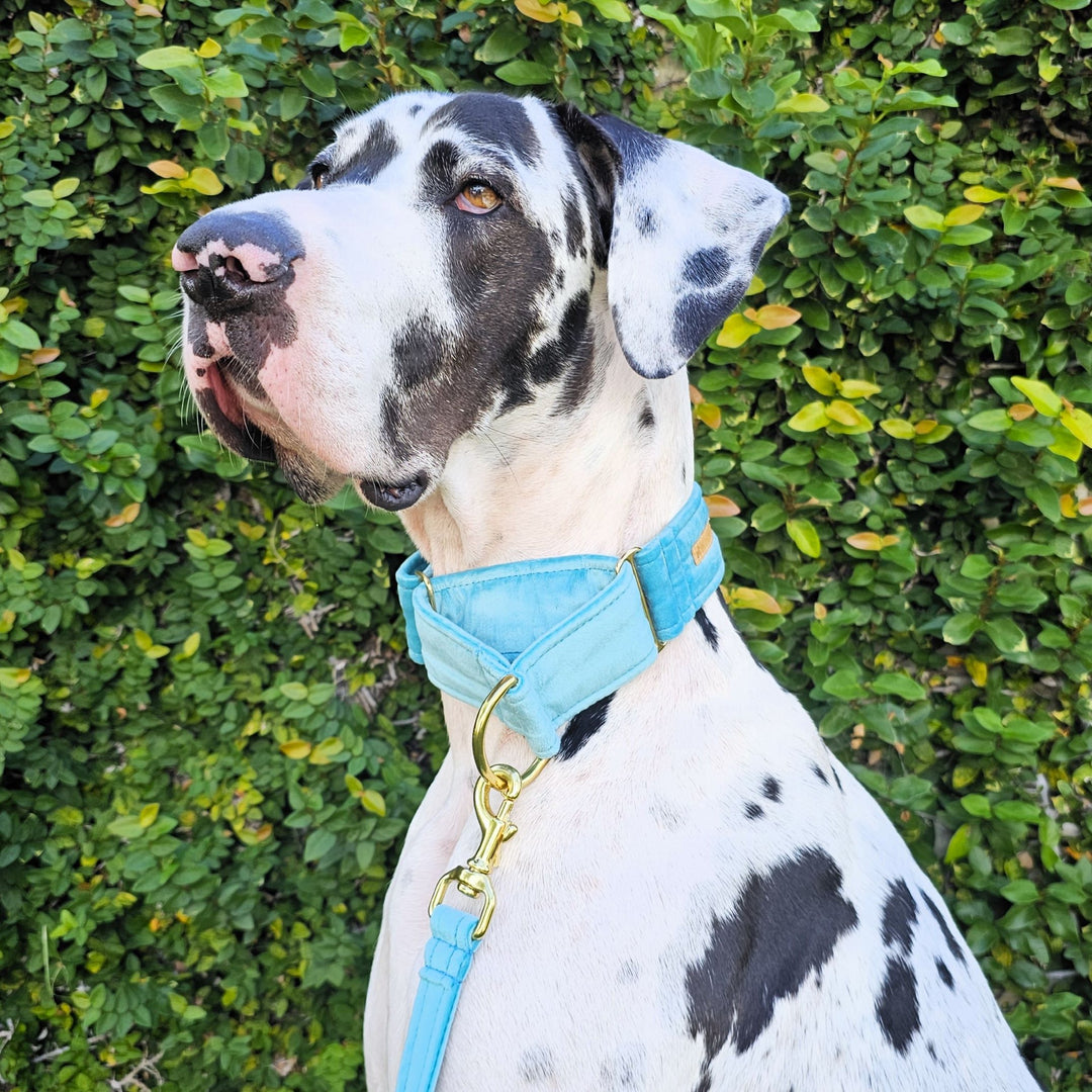 luxury mint velvet martingale collar