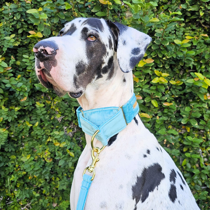 luxury mint velvet martingale collar