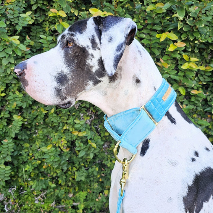 luxury mint velvet martingale collar
