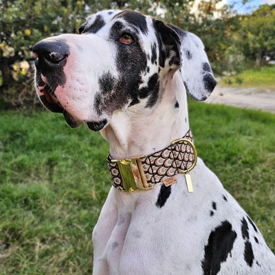 mocha mousse chocolate brown dog buckle wide collar