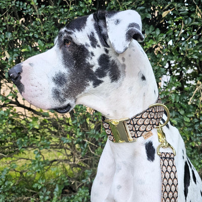 mocha mousse chocolate brown dog buckle wide collar
