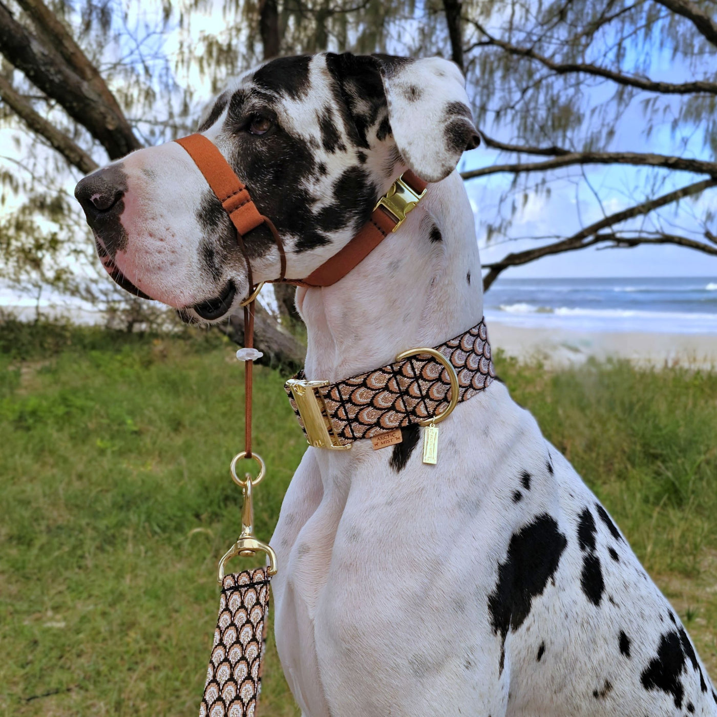 mocha mousse chocolate brown dog training head halter halti