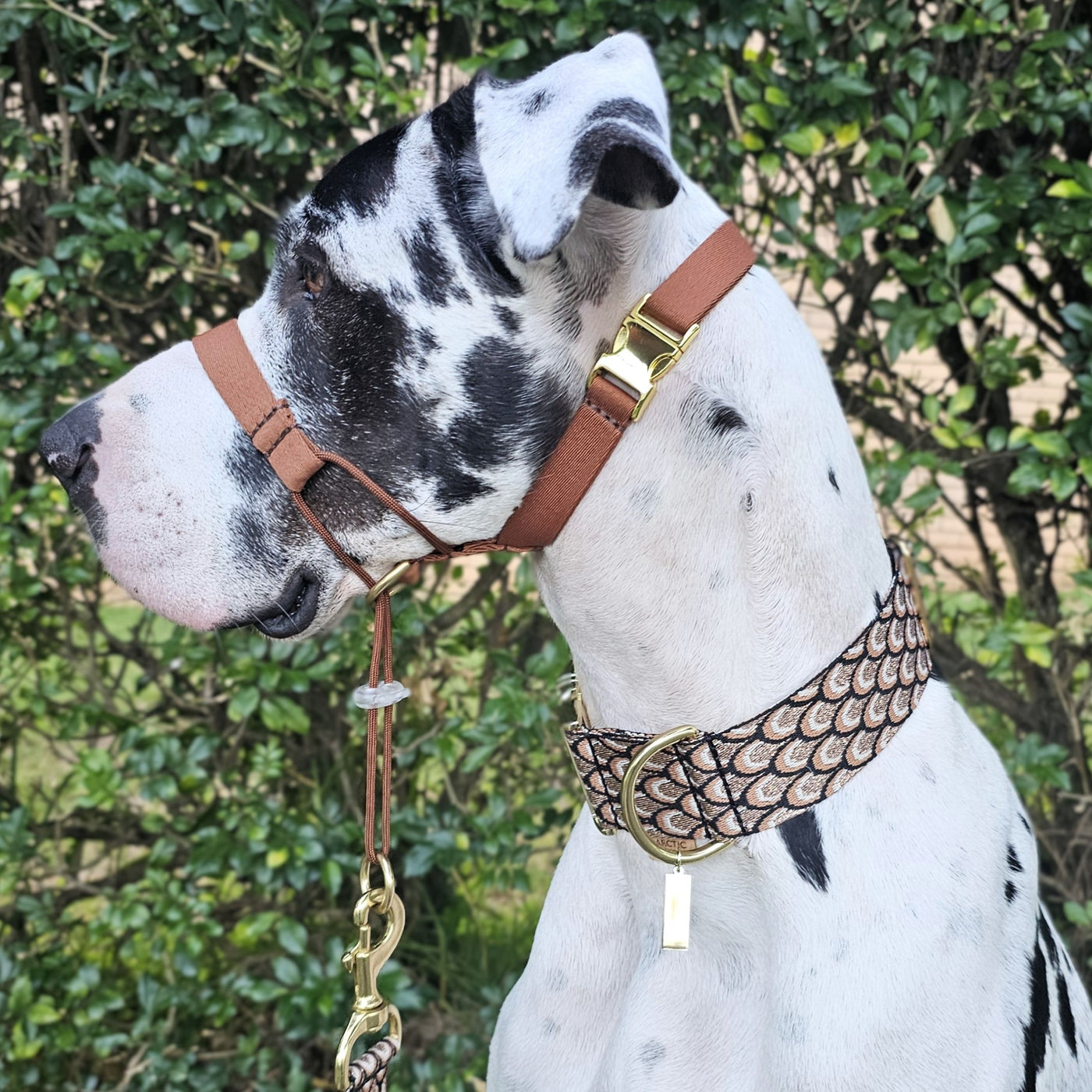 mocha mousse chocolate brown dog training head halter halti