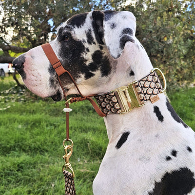 mocha mousse chocolate brown dog training head halter halti attachment