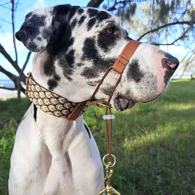 mocha mousse chocolate brown dog training head halter halti attachment