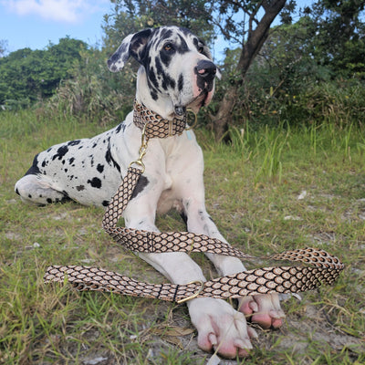 mocha mousse chocolate brown dog lead leash collar