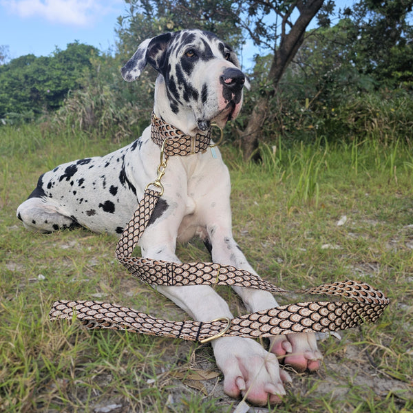 mocha mousse chocolate brown dog lead leash collar
