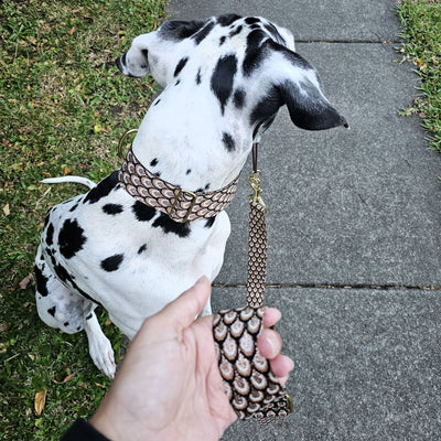 mocha mousse chocolate brown dog lead leash collar