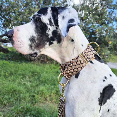 mocha mousse chocolate brown dog martingale collar slip collar