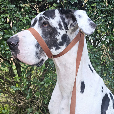 mocha mousse chocolate brown dog training head halter slip lead