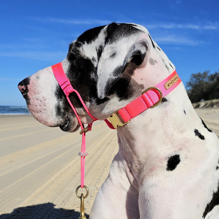 neon pink head halter attachment nylon webbing webbed adventure beach walk