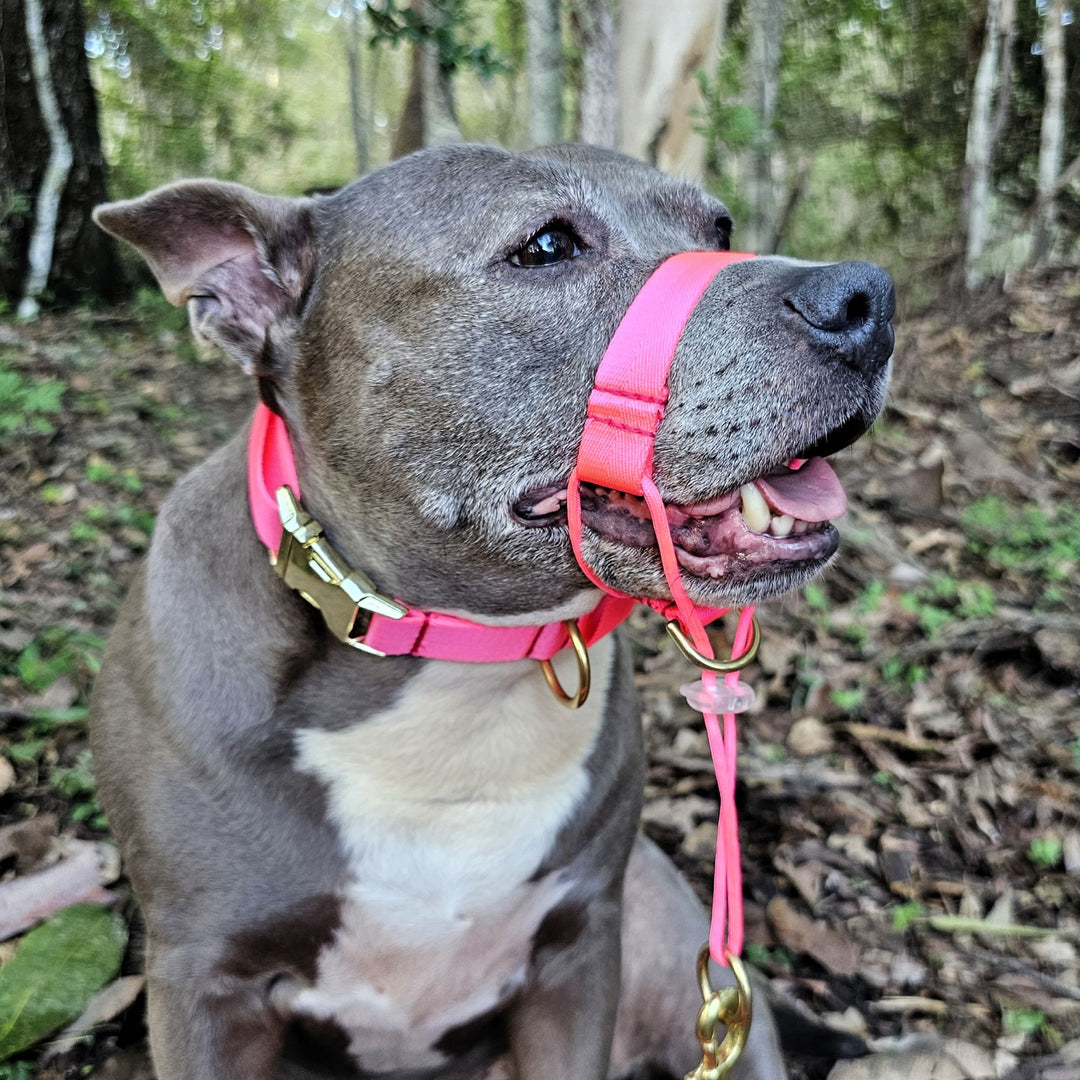 neon pink head halter attachment nylon webbing webbed adventure beach walk