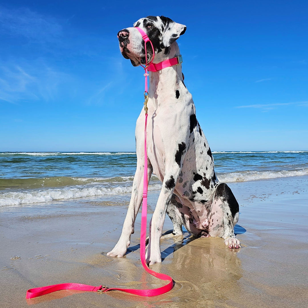 neon pink nylon webbing webbed adventure beach lead leash