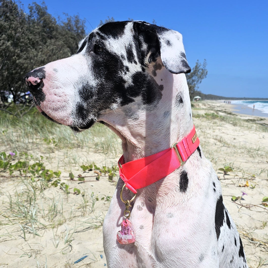neon pink nylon webbing webbed beach adventure martingale collar 