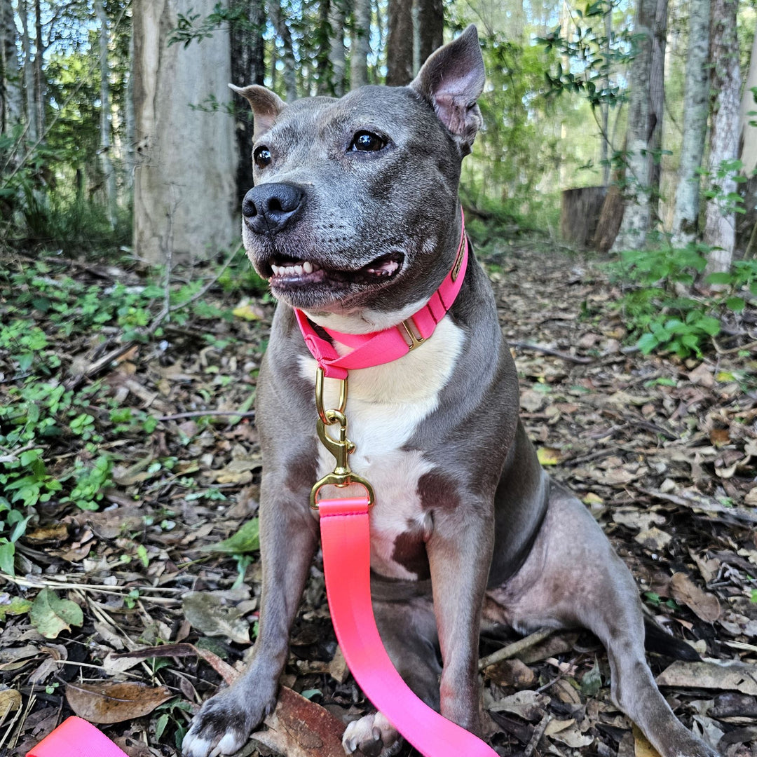 2 large or giant bow ties snap onto your big dog's hot collar; purple, mauve & other colors