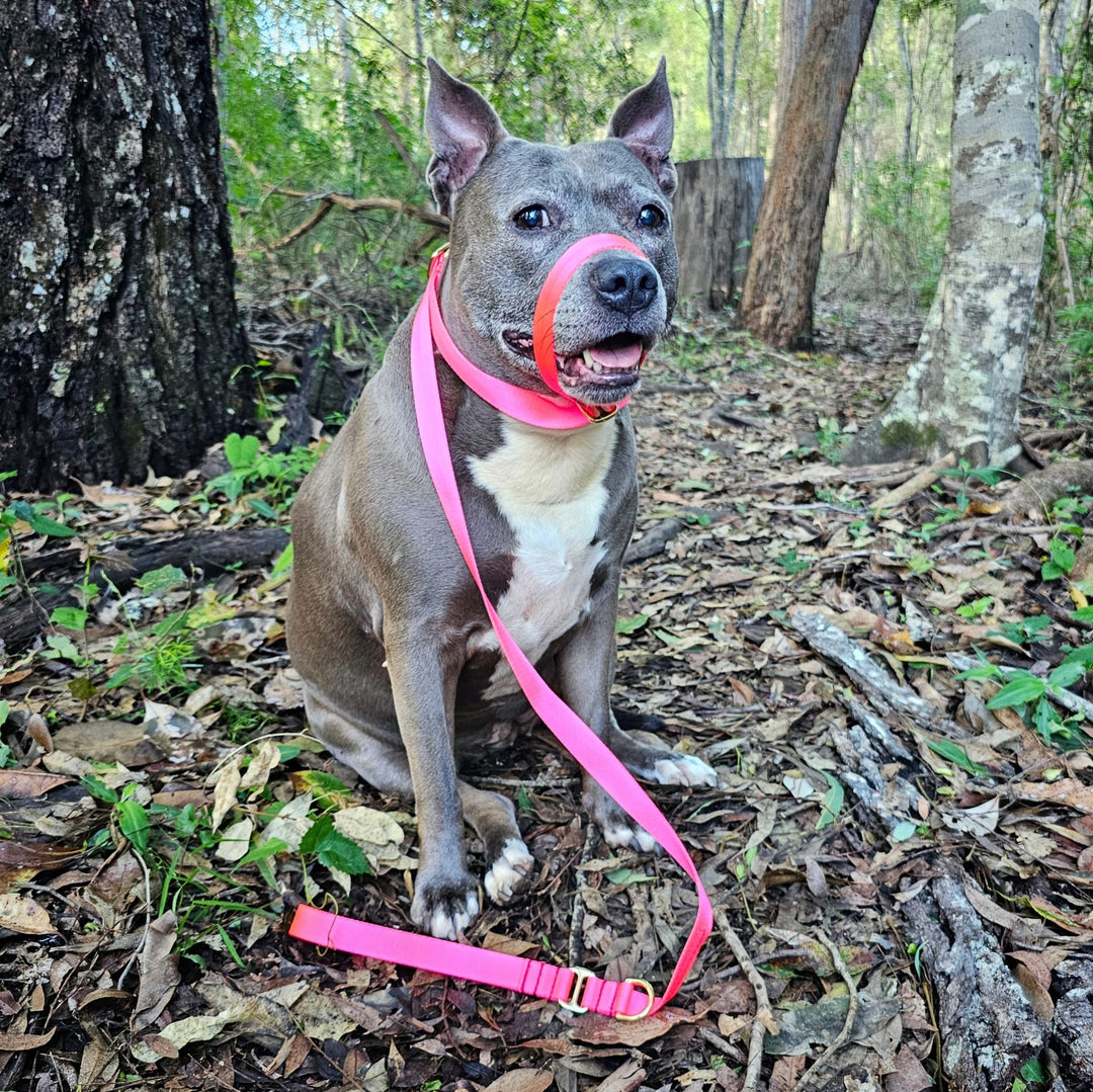 slip lead head halter dog nylon webbing webbed adventure beach neon pink