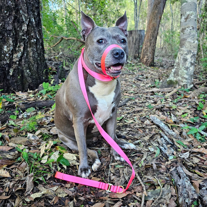 slip lead head halter dog nylon webbing webbed adventure beach neon pink