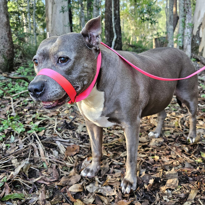 slip lead head halter dog nylon webbing webbed adventure beach neon pink