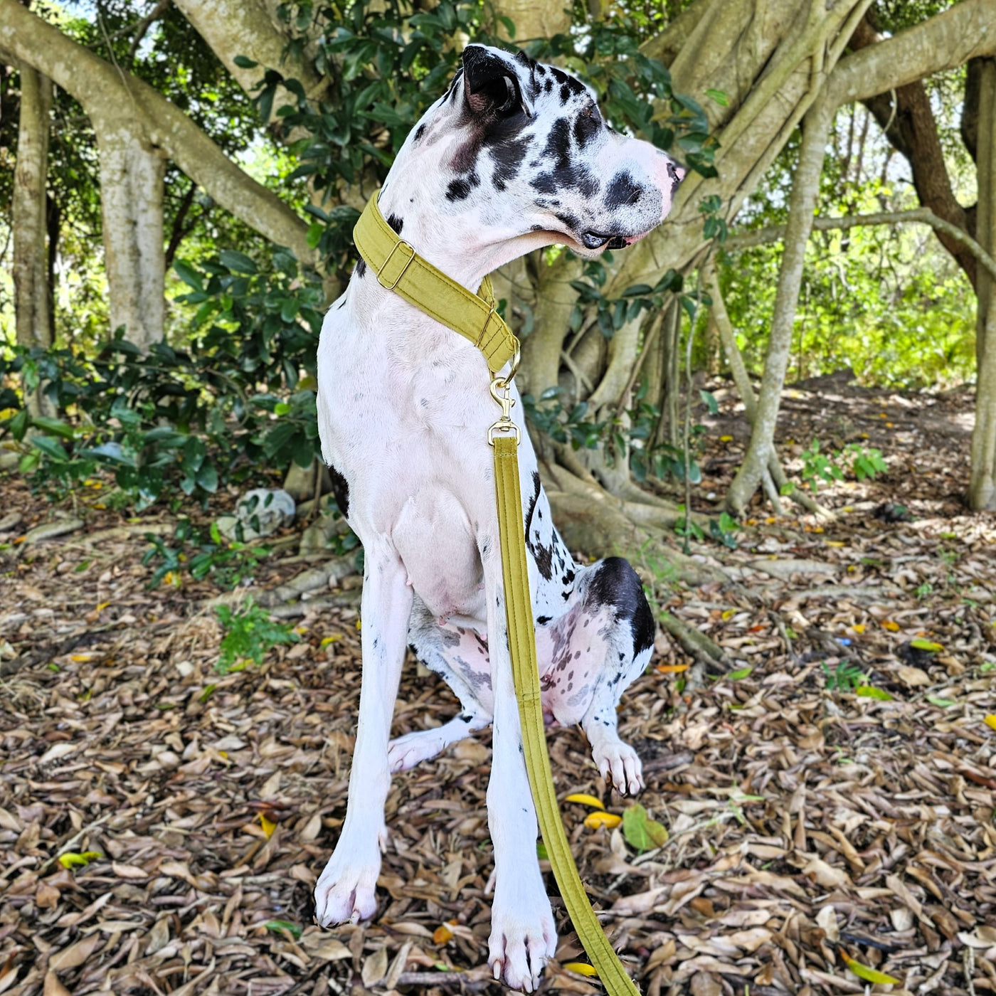 luxury olive velvet dog limited slip martingale collar