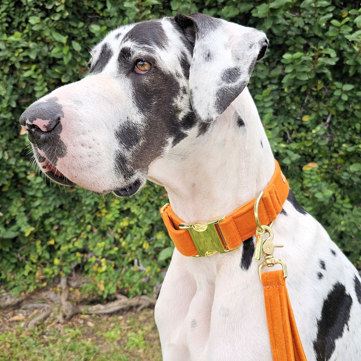 luxury burnt orange velvet buckle dog collar