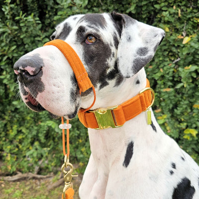 luxury burnt orange velvet buckle dog collar and head halter halti