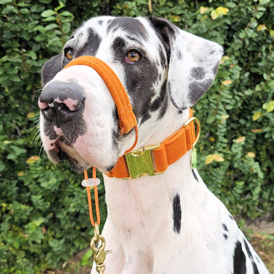 luxury burnt orange velvet dog head halter head collar halti