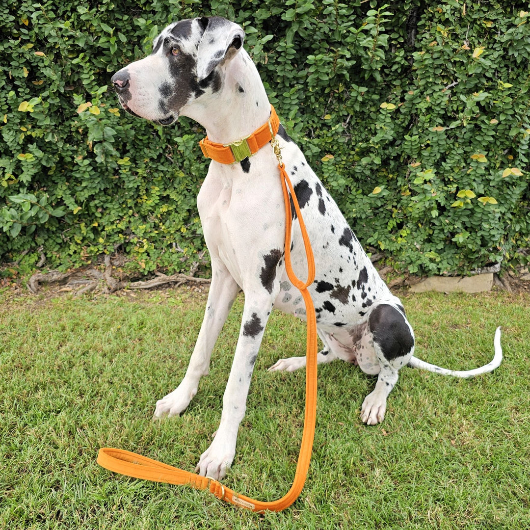 luxury burnt orange velvet dog lead leash traffic handle