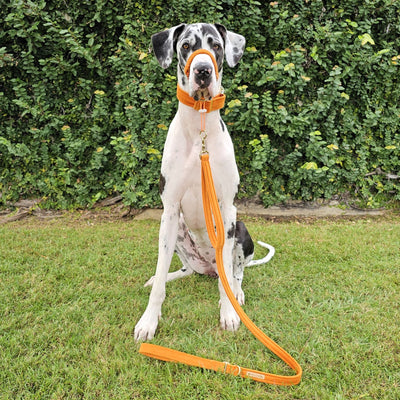 luxury burnt orange velvet dog lead leash traffic handle