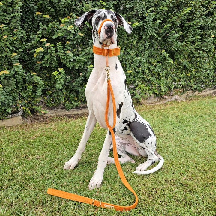 luxury burnt orange velvet dog lead leash traffic handle