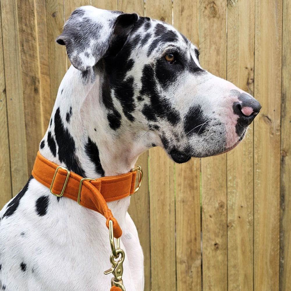 luxury burnt orange velvet dog limited slip collar martingale collar